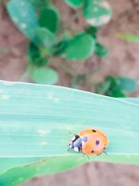 Close-up of ladybug on leaf