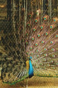 Peacock on land