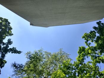 Low angle view of trees against clear sky