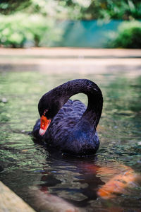 Black swan swimming in lake