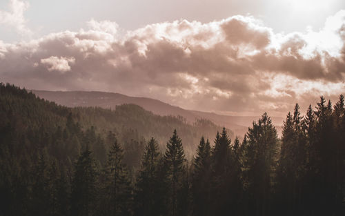 Scenic view of forest against sky