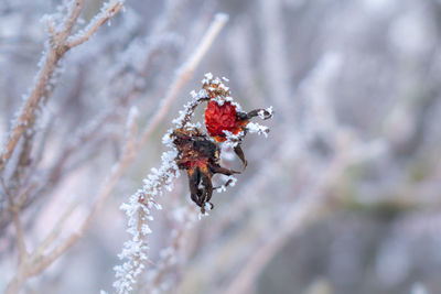 winter