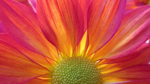 Full frame shot of pink flower