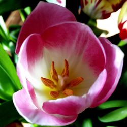 Close-up of pink flower blooming outdoors