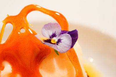 Close-up of flower over white background