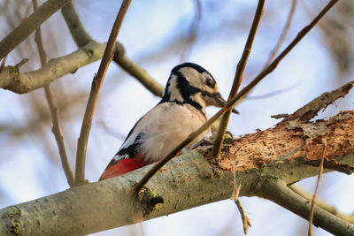 Close-up of bird perching on branch