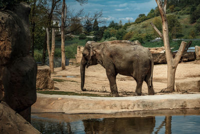 Elephant standing by lake against sky