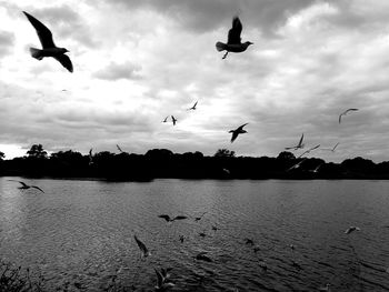 Flock of birds flying in sky