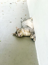 High angle view of cat sleeping on floor