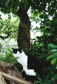 Cat on tree