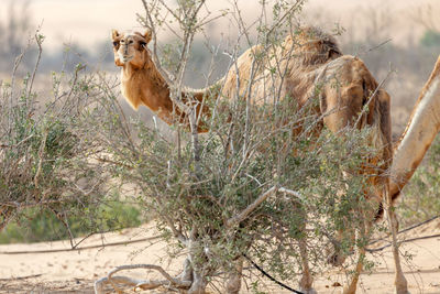 Middle eastern camels in the desert near al ain, uae