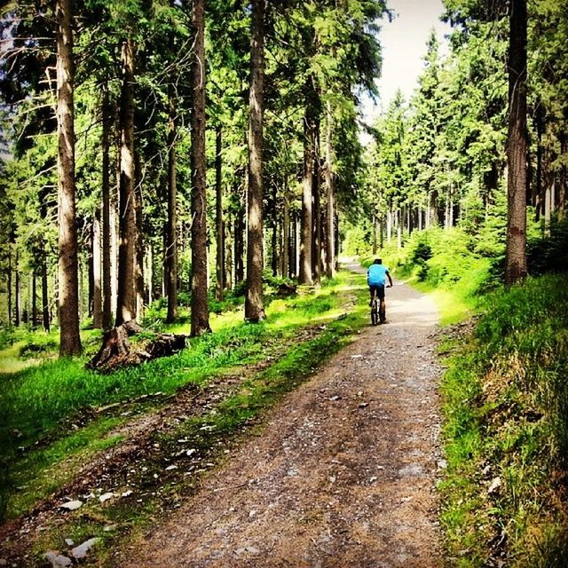 tree, rear view, the way forward, full length, walking, lifestyles, men, leisure activity, growth, dirt road, footpath, person, nature, green color, diminishing perspective, tranquility, pathway