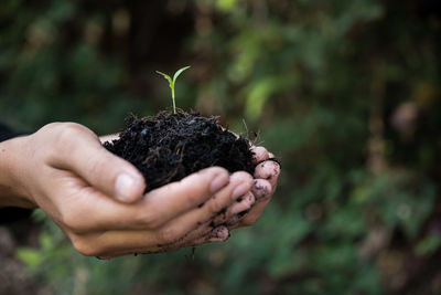 Close-up of person taking care of seedling