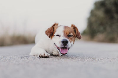 Close-up of dog relaxing outdoors