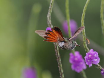 Close-up of butterfly pollinating on purple flower