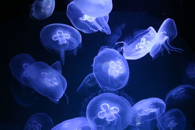 Close-up of jellyfish swimming in water