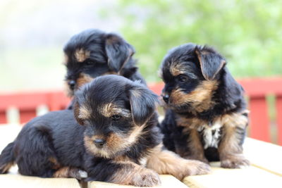 Close-up of two dogs