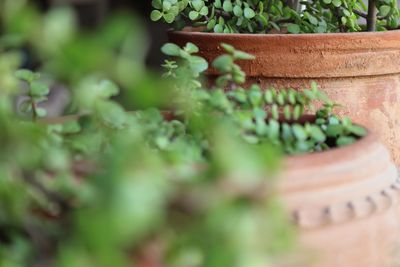 Close-up of potted plant