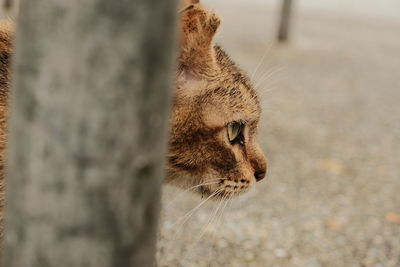 Close-up of cat behind wall staring prey