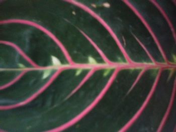 Full frame shot of leaf against black background