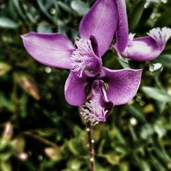 Close-up of purple flowers blooming outdoors