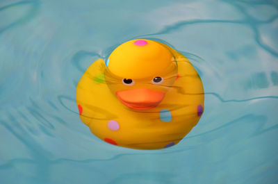 Close-up of rubber duck in swimming pool