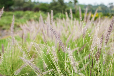 Close-up of grass on field