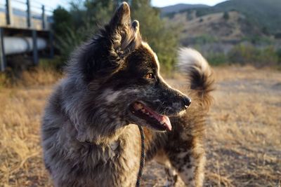 Dog on grassy field