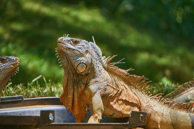 Close-up of iguana from tabasco