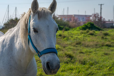 Horse in field