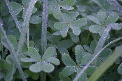 Full frame shot of wet plants