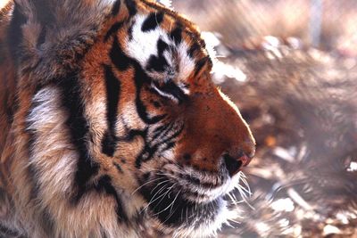 Profile view of tiger at serenity springs wildlife center