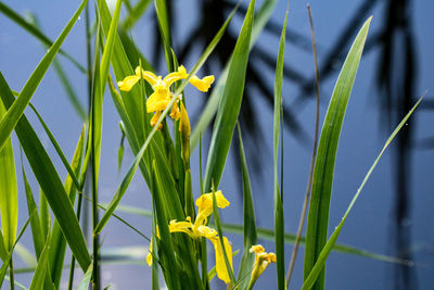 Close-up of yellow flowering plant