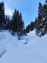 Trees on snow covered landscape against sky