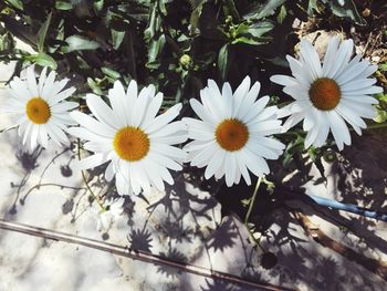 Close-up of flowers