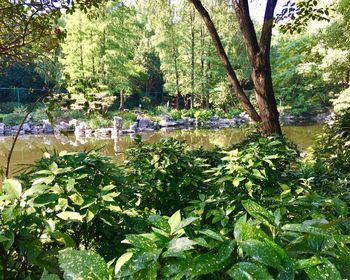 Scenic view of lake by trees