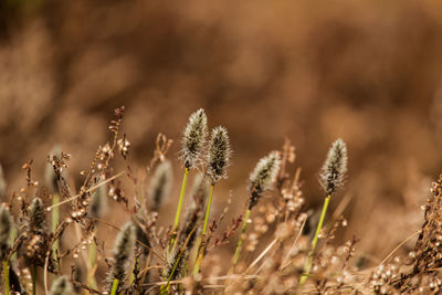 A beautiful cotton grass in a swamp in early spring