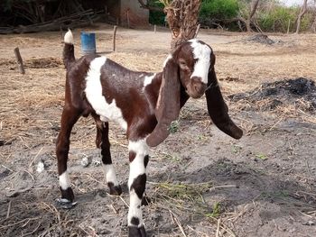 Horse standing on field