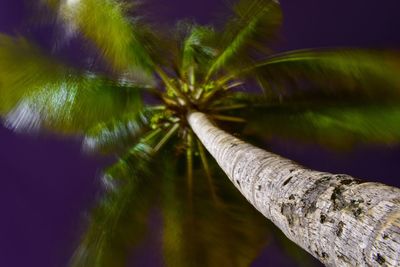 Close-up of palm tree trunk