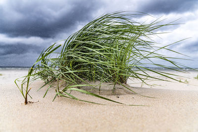 Close-up of plant growing on beach against sky