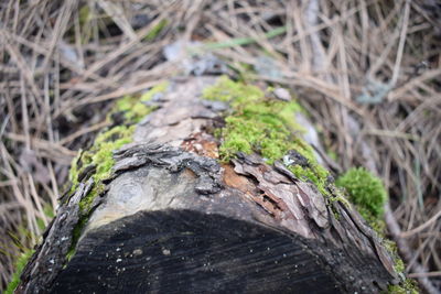 Close-up of moss on tree trunk