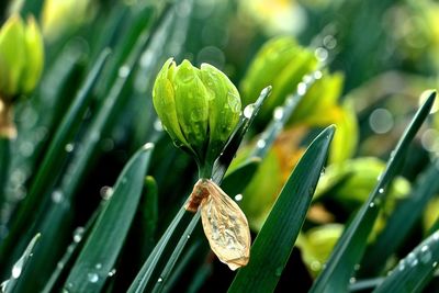 Close-up of green leaves