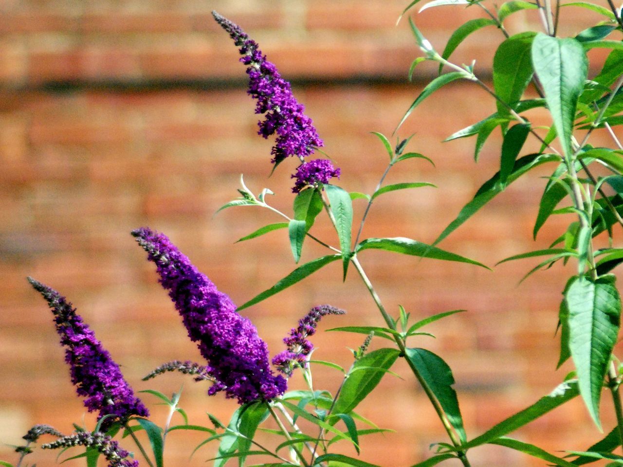 CLOSE-UP OF PURPLE FLOWERING PLANT AGAINST BLURRED BACKGROUND