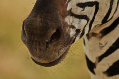 Close-up of a lizard