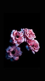 Close-up of pink roses against black background