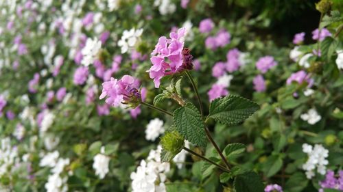 Close-up of flowers