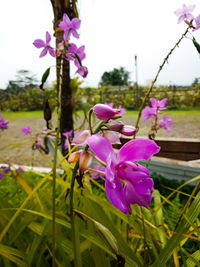 Close-up of pink flowering plant on field