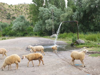 Sheep in a field