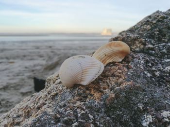 Close-up of seashell on rock