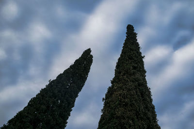 Low angle view of tree against sky